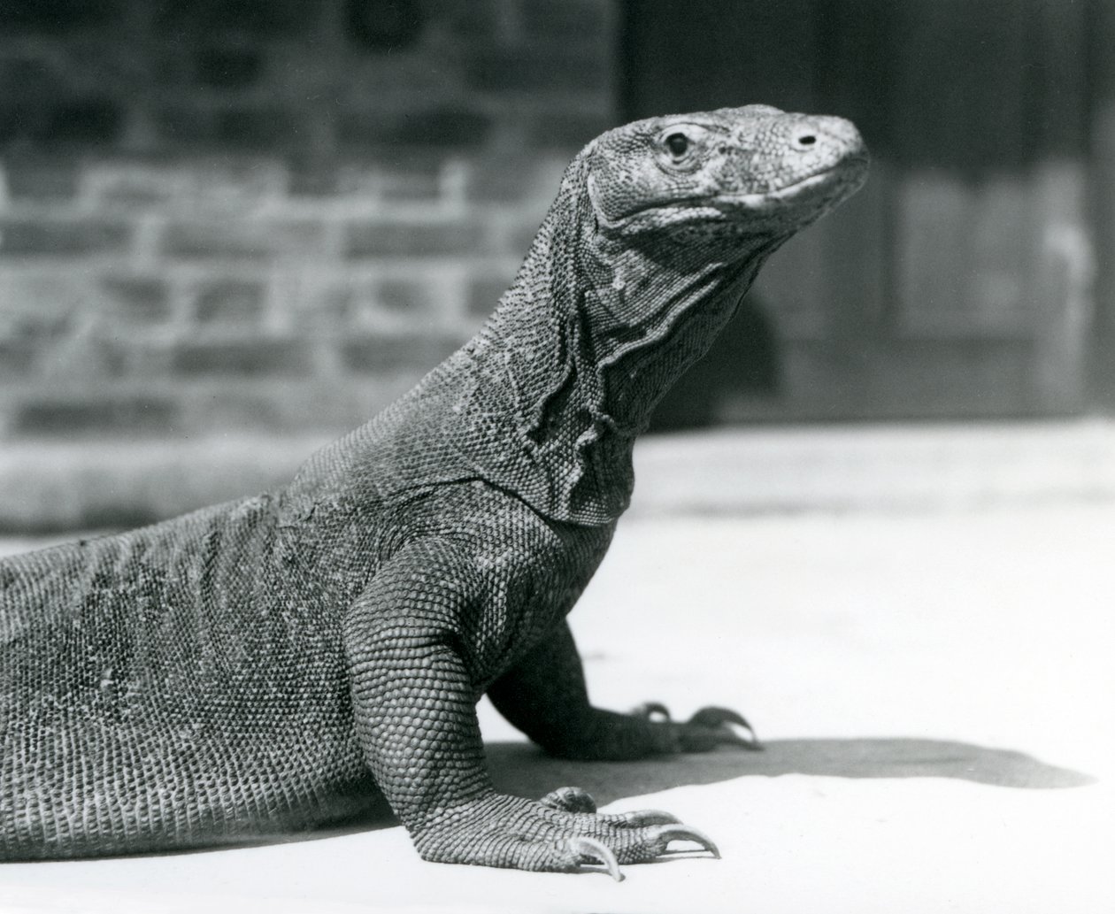 A Komodo Dragon at London Zoo in August 1928 by Frederick William Bond