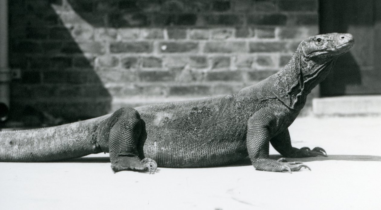 A Komodo Dragon at London Zoo in August 1928 by Frederick William Bond