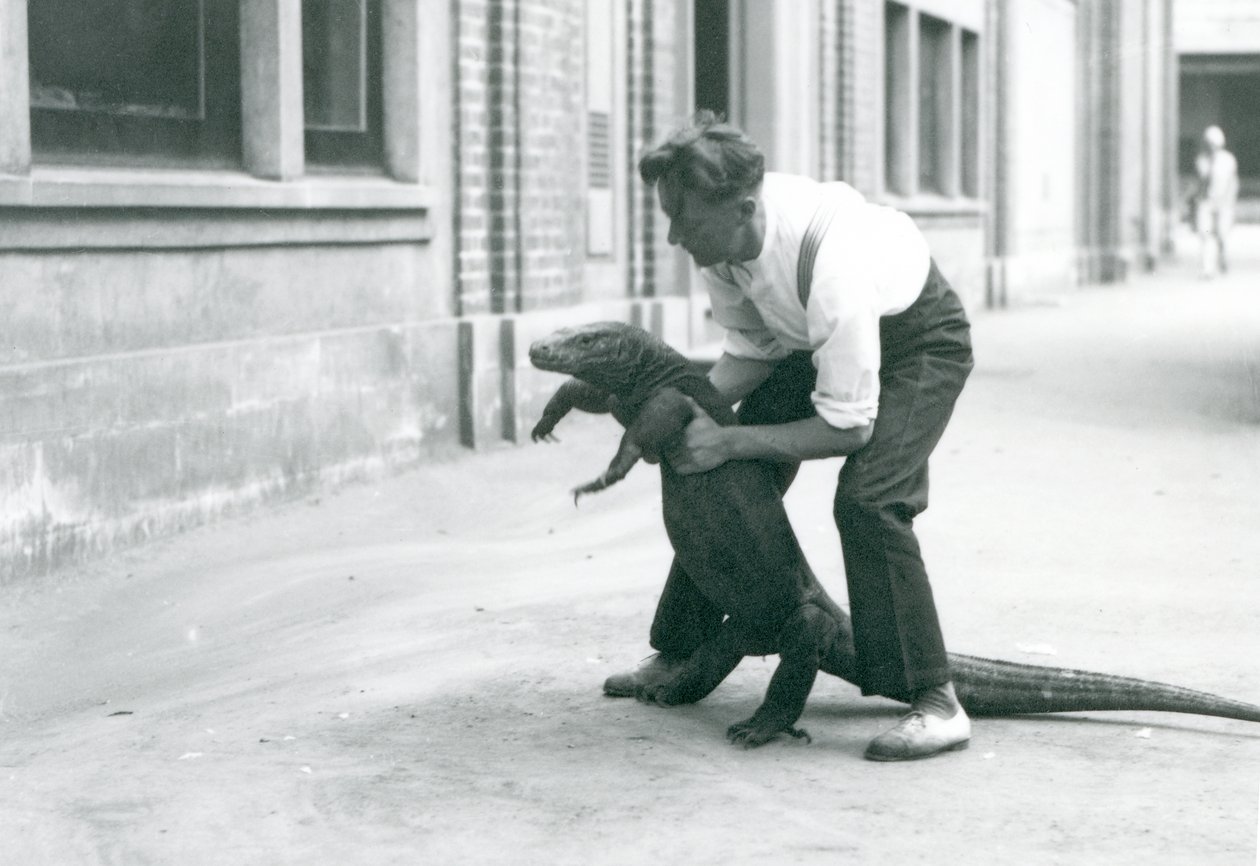 A Komodo Dragon being held up onto its back legs, by a keeper at London Zoo in August 1928 by Frederick William Bond