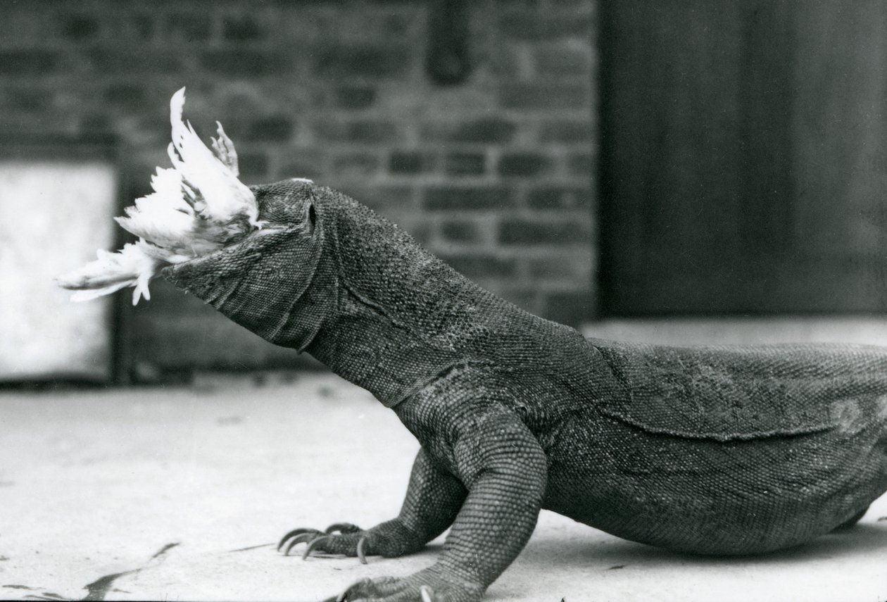 A Komodo Dragon eating a chicken at London Zoo August 1928 by Frederick William Bond
