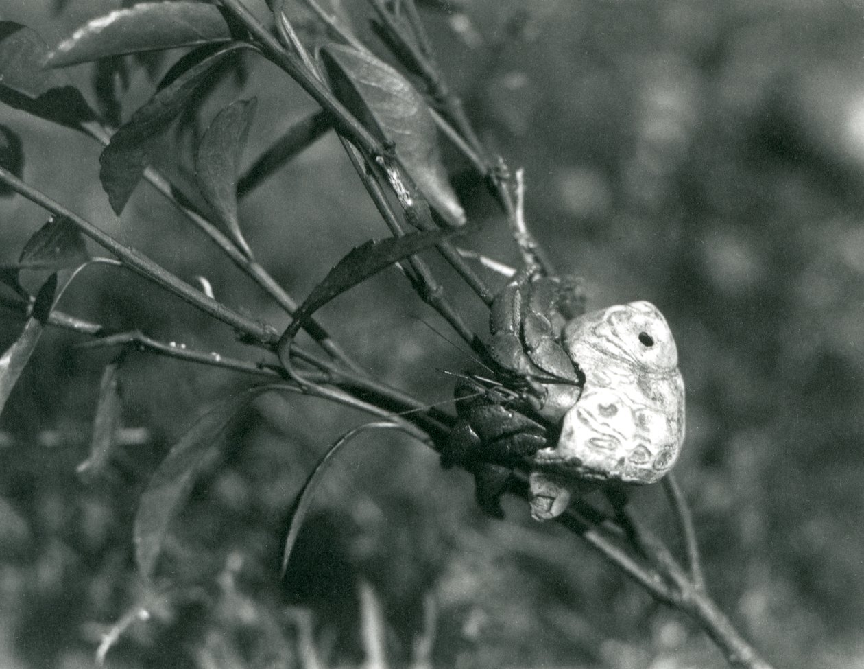 A Land Hermit Crab climbing on a small branch, London Zoo by Frederick William Bond