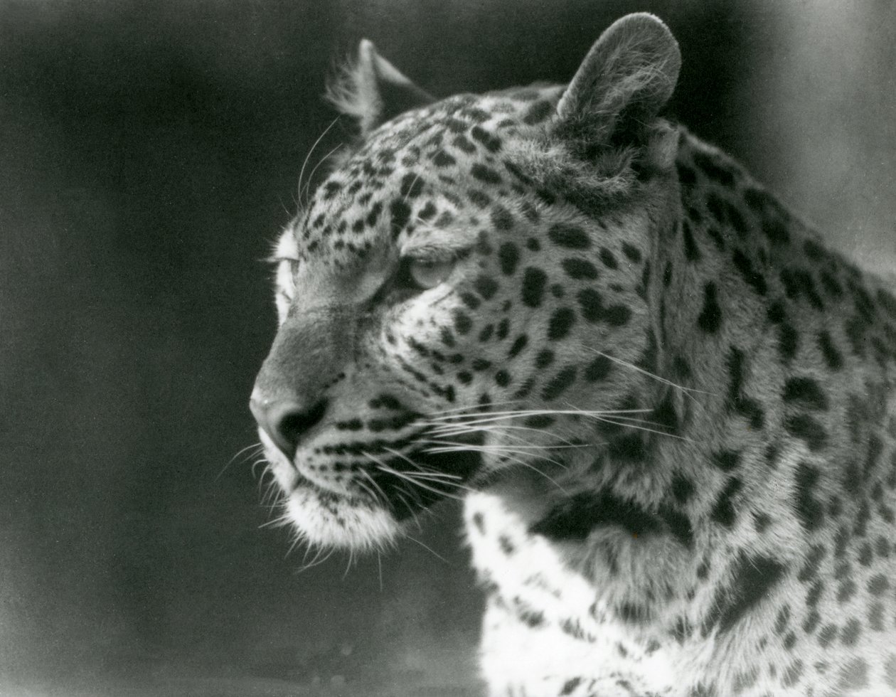 A Leopard at London Zoo in 1930 by Frederick William Bond
