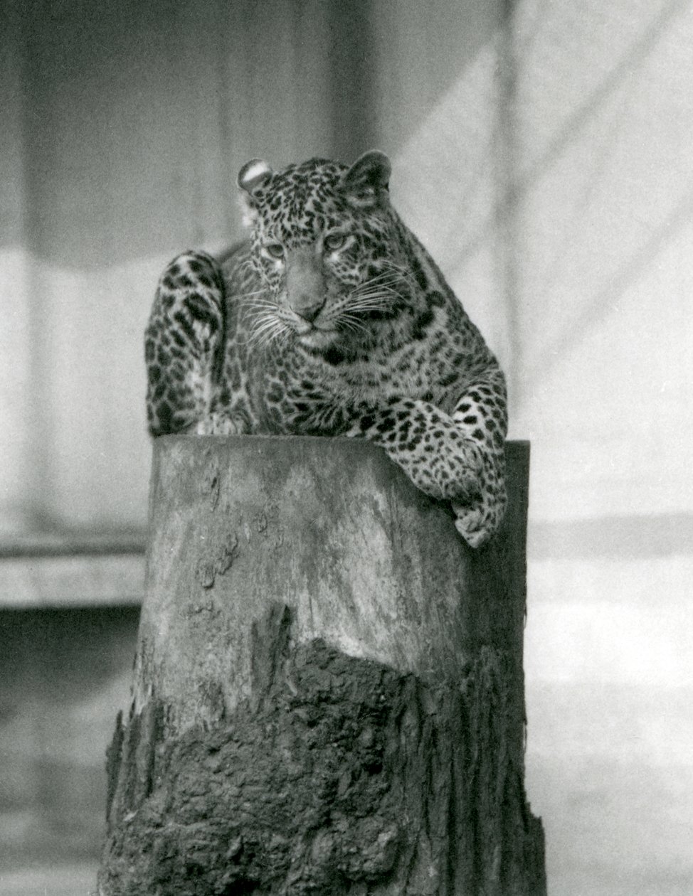 A Leopard lying on the top of a tree stump, London Zoo by Frederick William Bond