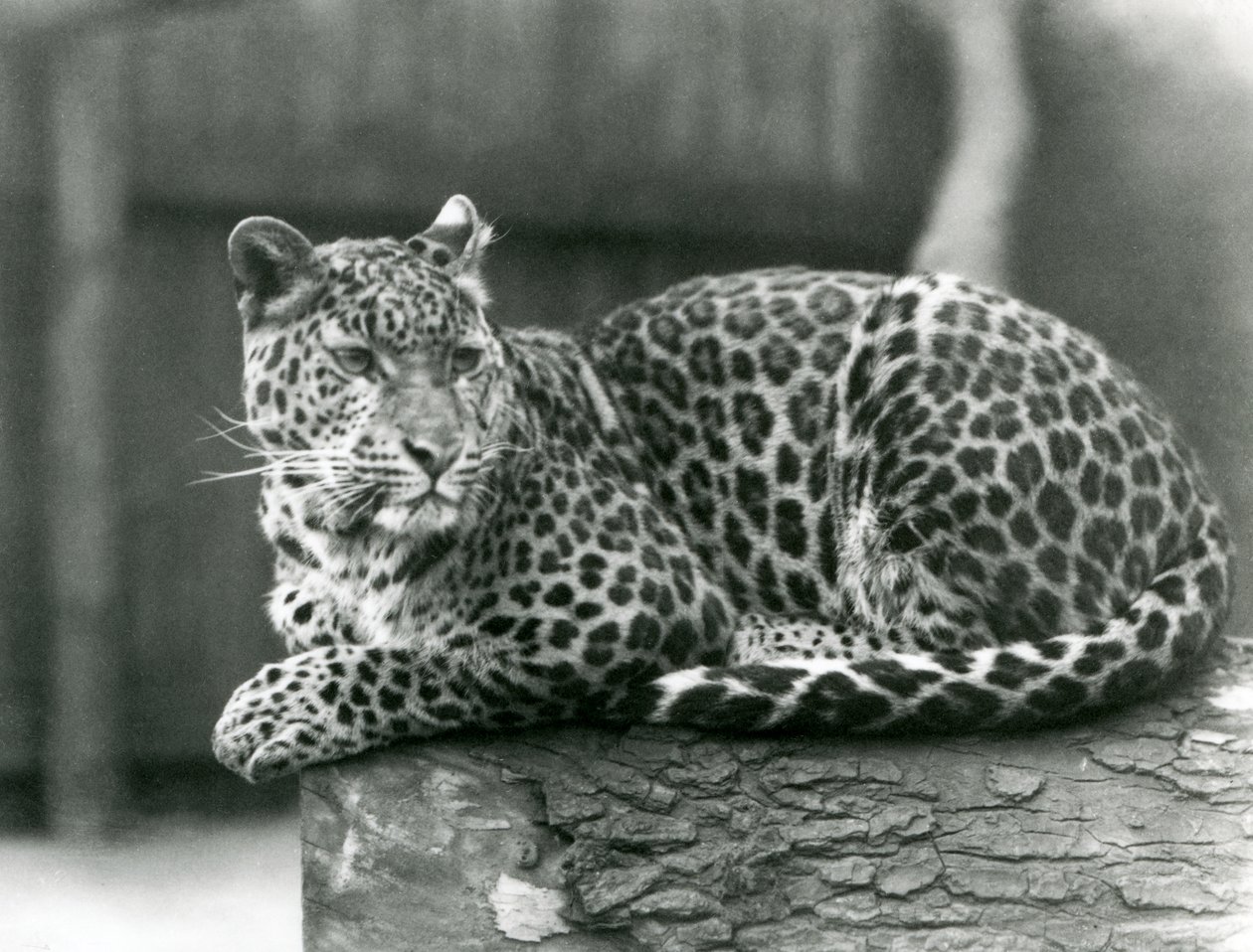 A Leopard resting on a log at London Zoo in 1929 by Frederick William Bond
