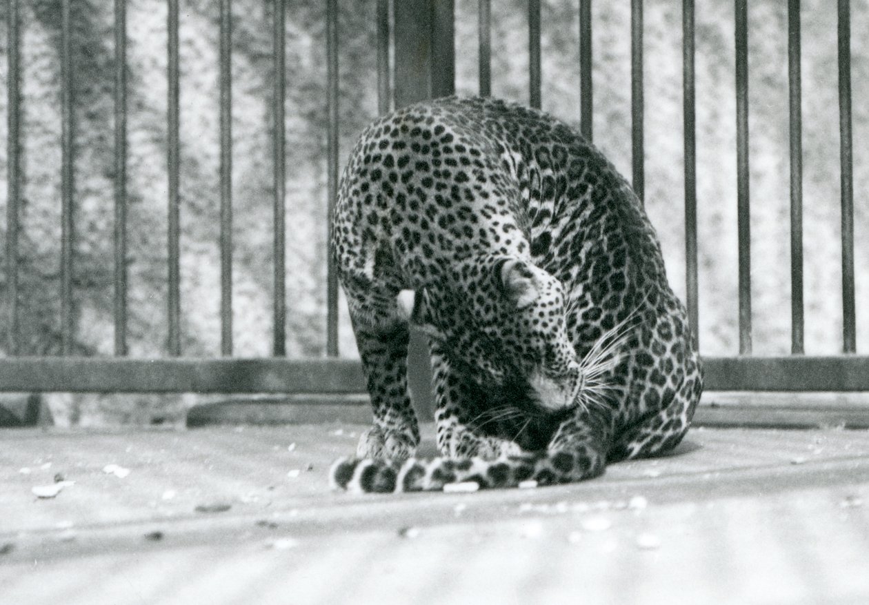 A Leopard sitting in its enclosure grooming its leg, London Zoo, 1927 by Frederick William Bond