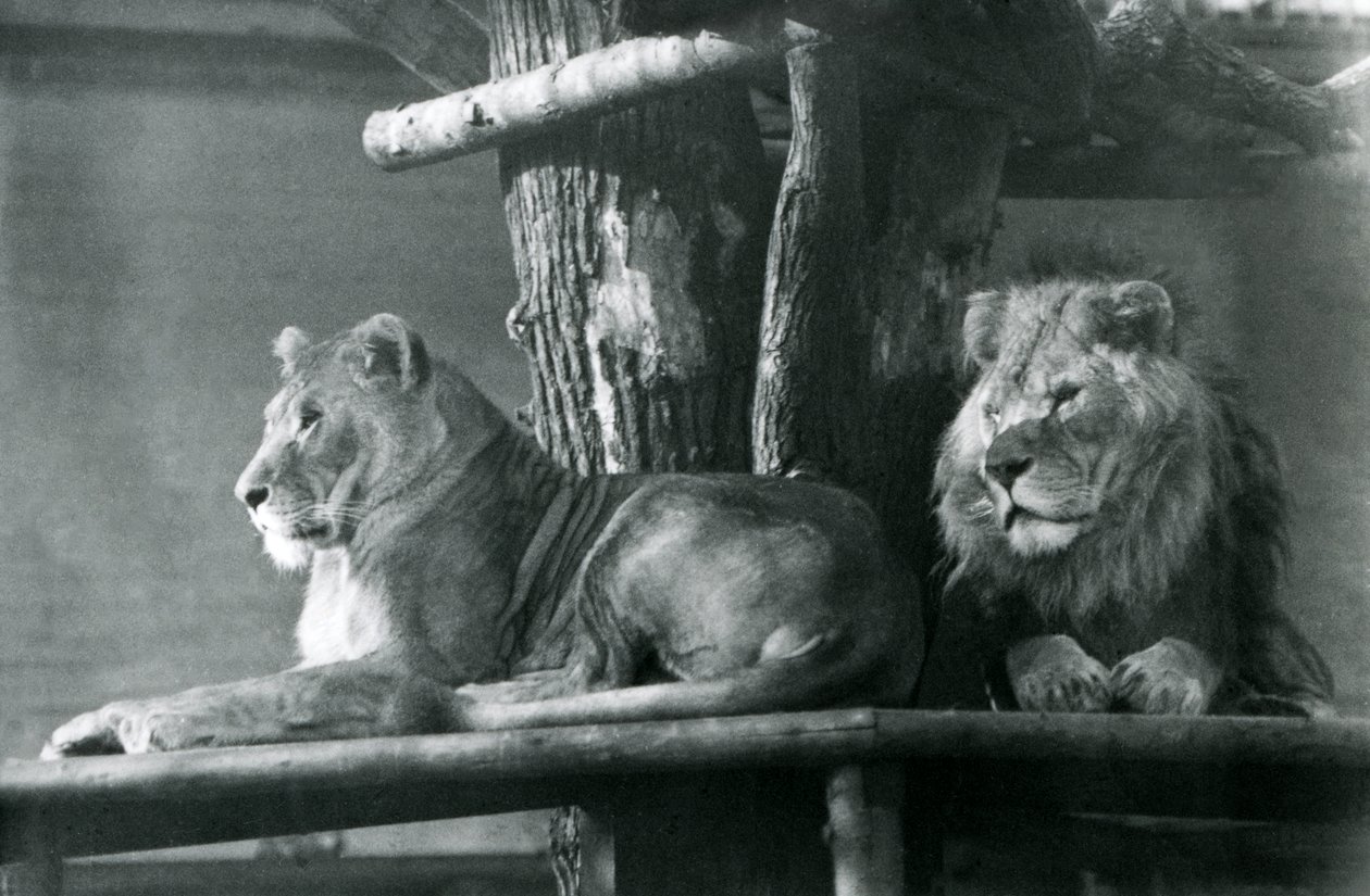A Lion and Lioness Resting on a High Platform, in Their Enclosure, London Zoo in 1929 by Frederick William Bond