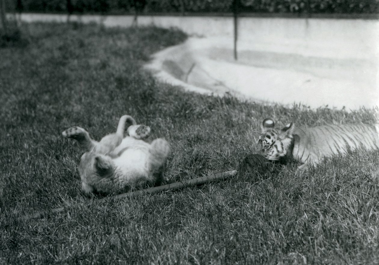 Lion and Tiger Cub Play with a Mop, on the Grass, by a Pool, London Zoo, September 1925 by Frederick William Bond