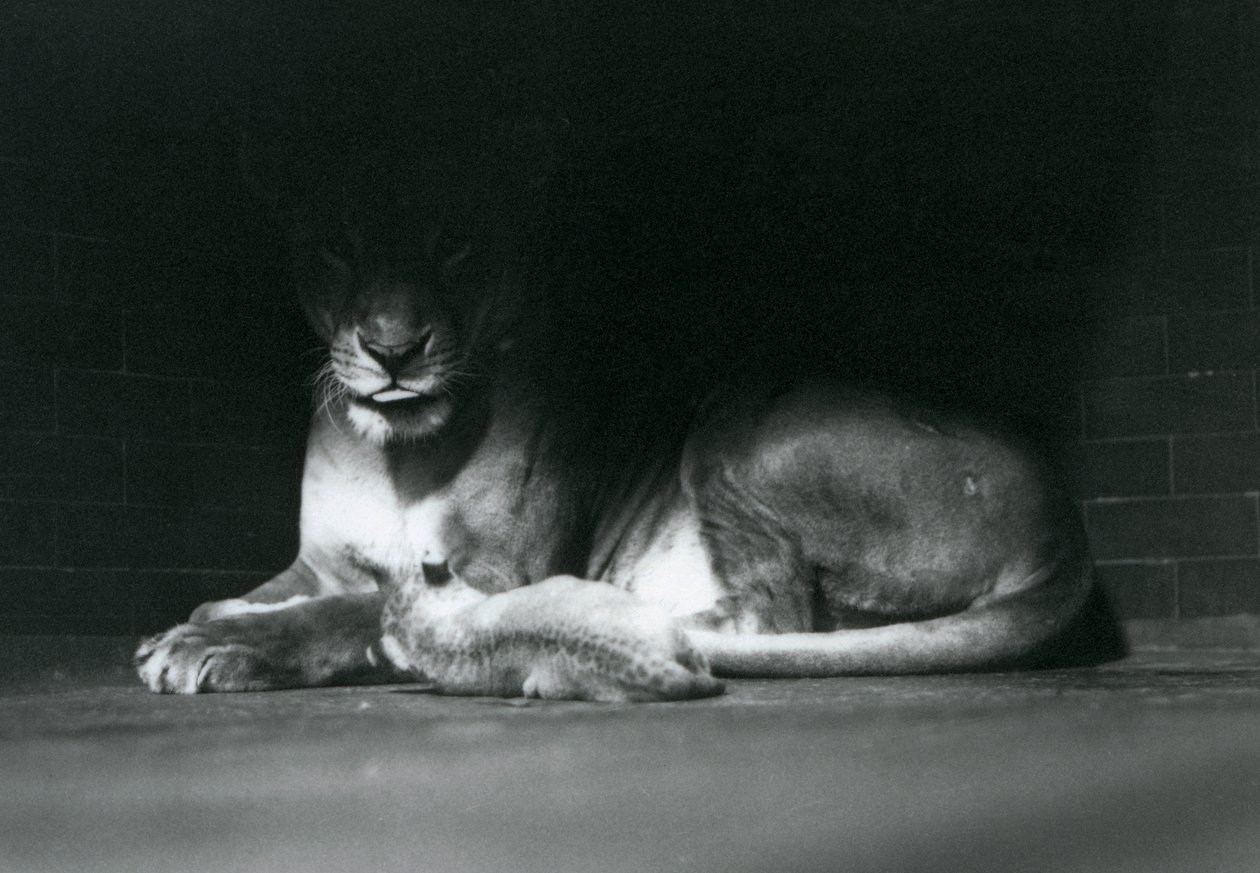 A Lion cub lying down with its mother in the shadow of the rear of their enclosure, London Zoo, October 1925 by Frederick William Bond