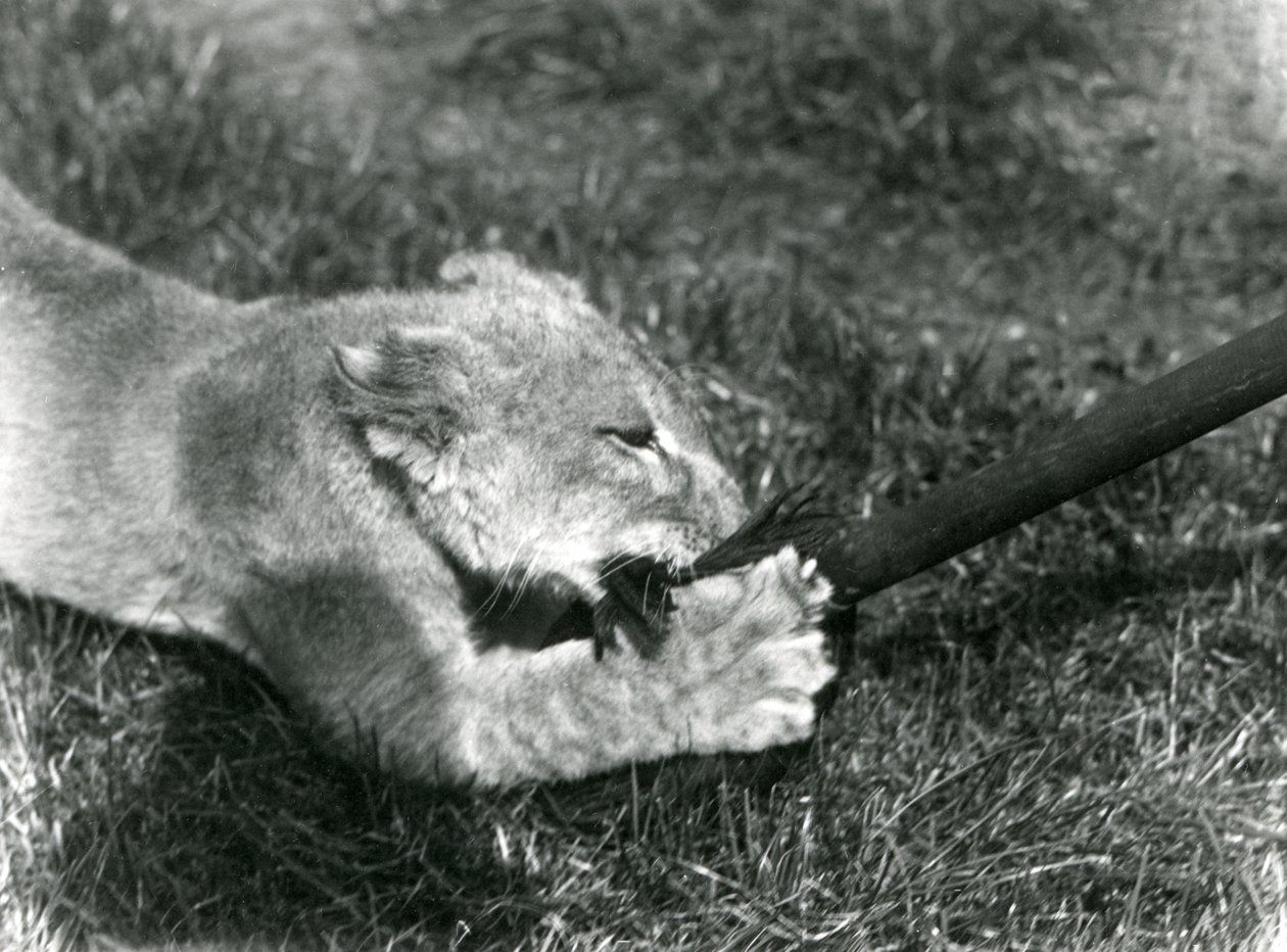 Lion Cub Playing with a Mop, Held by Its Keeper, on the Grass in Front of Its Den, London Zoo, September 1925 by Frederick William Bond