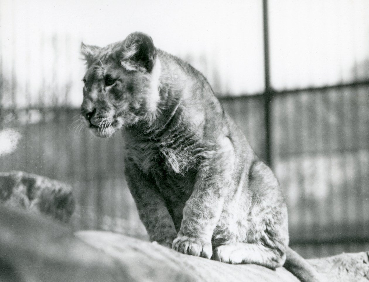 A Lion Cub, Born in the Menagerie in July 1923, London Zoo, July 1924 by Frederick William Bond