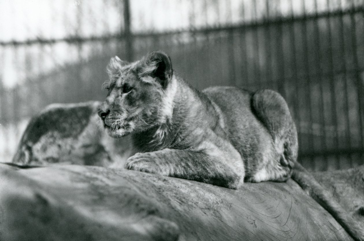 A Lion Cub, Born in the Menagerie in July 1923, London Zoo, July 1924 by Frederick William Bond