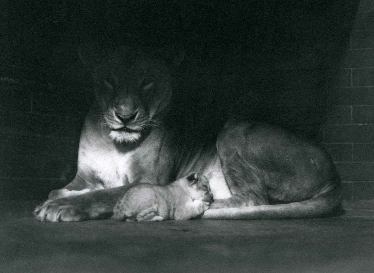 A Lioness and cub lying down in the shadow of the rear of their enclosure, London Zoo, October 1925 by Frederick William Bond