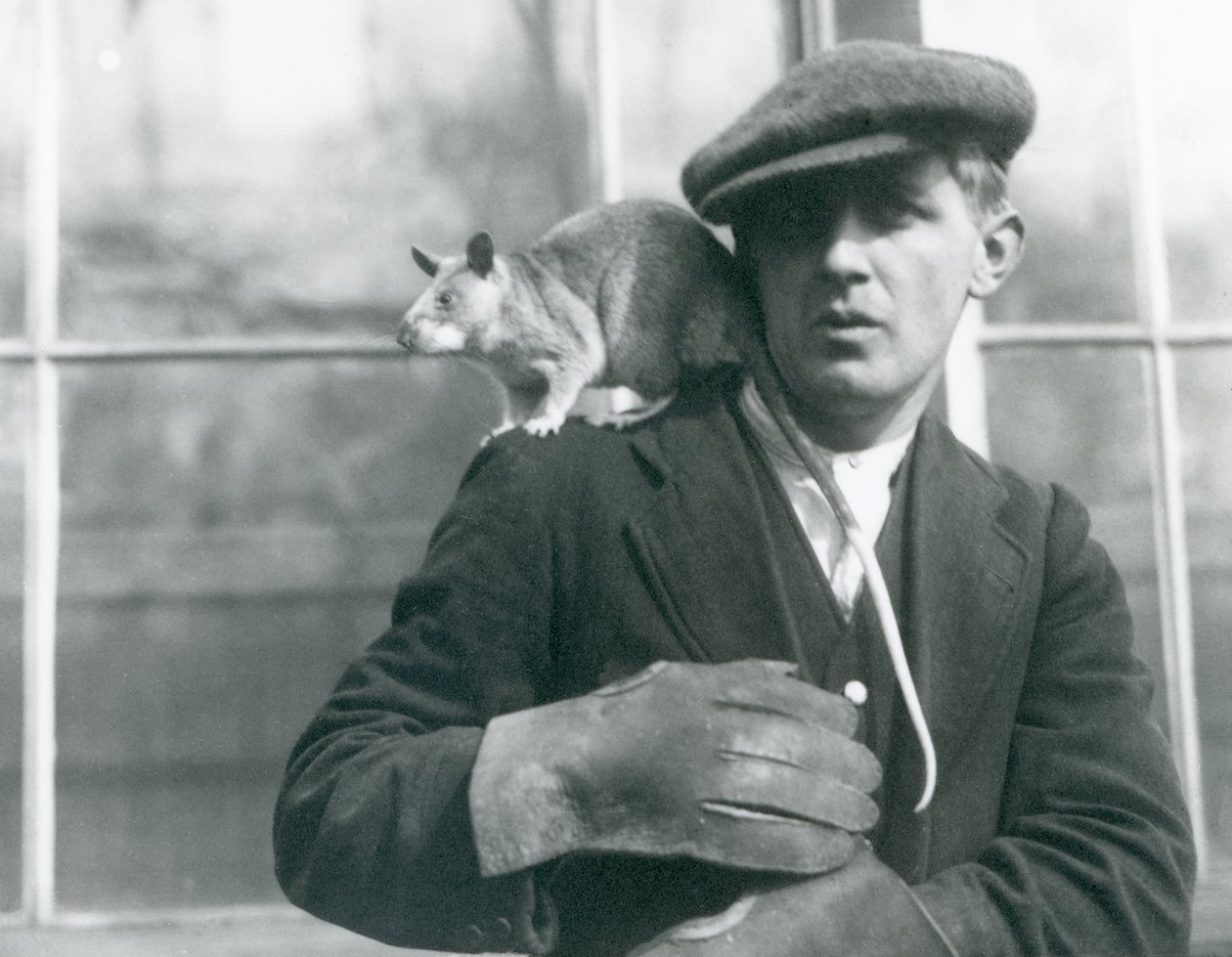 A Malagasy Giant Rat sits on the shoulder of its keeper, London Zoo by Frederick William Bond