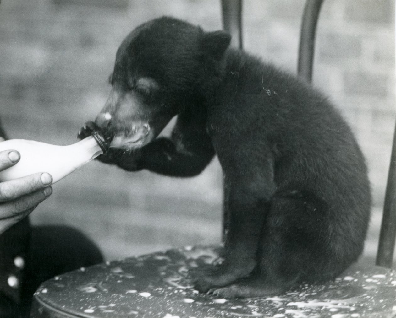A Malay or Sun Bear cub sitting on a chair while being bottle fed by its keeper at London Zoo, 1920s by Frederick William Bond