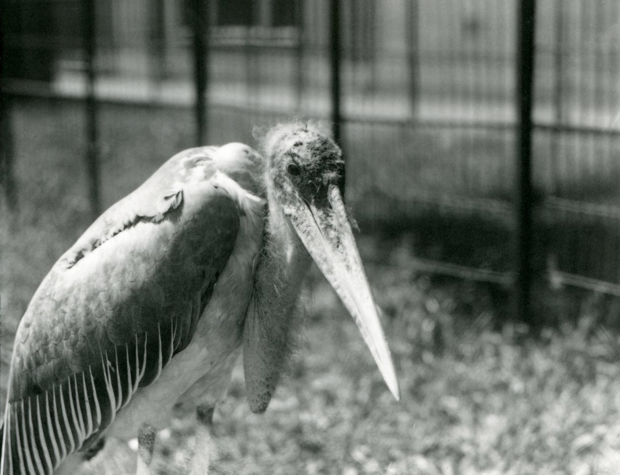 A Marabou Stork Standing in Its Enclosure at London Zoo in September 1928 by Frederick William Bond