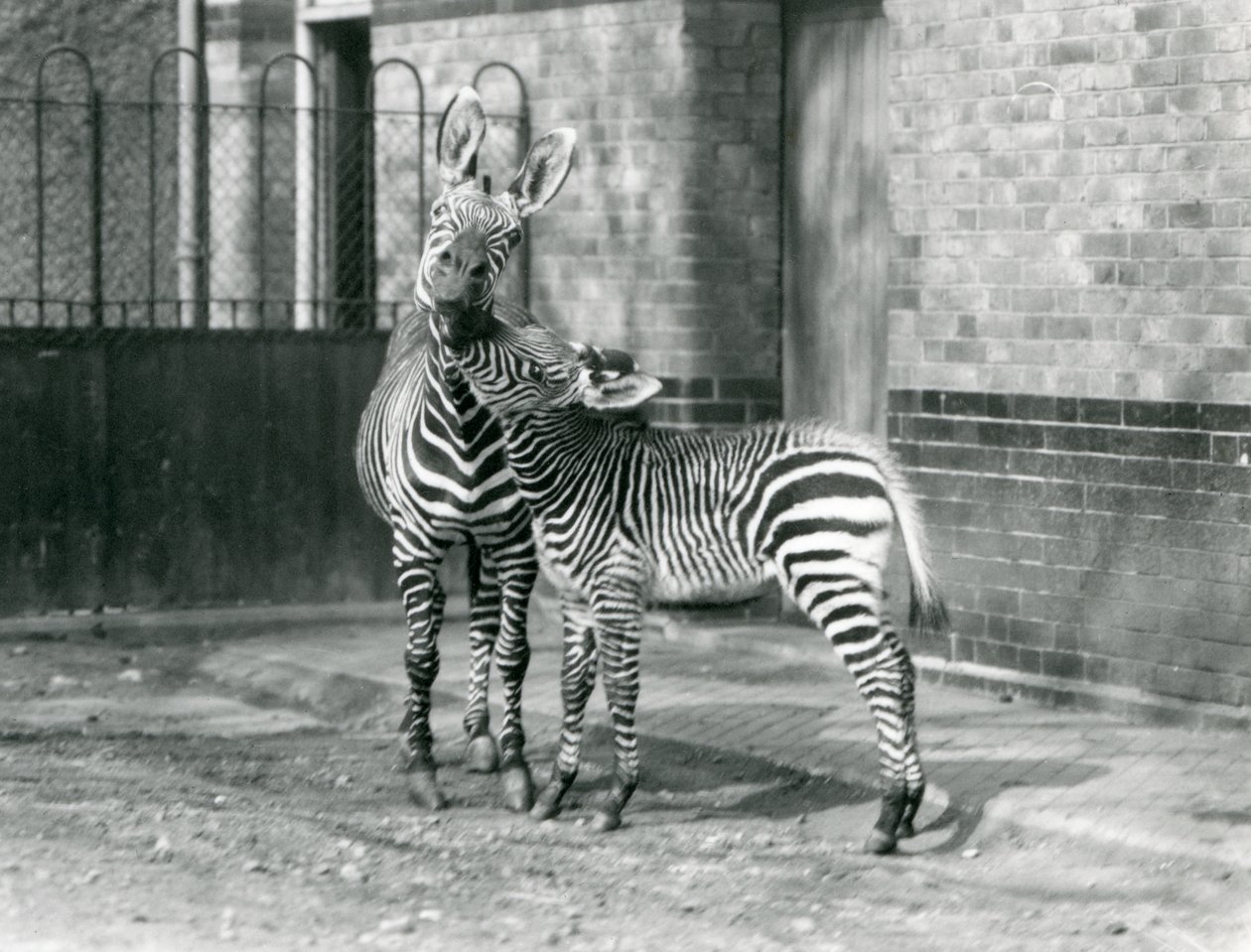 A Mountain Zebra and her foal at London Zoo in 1929 by Frederick William Bond