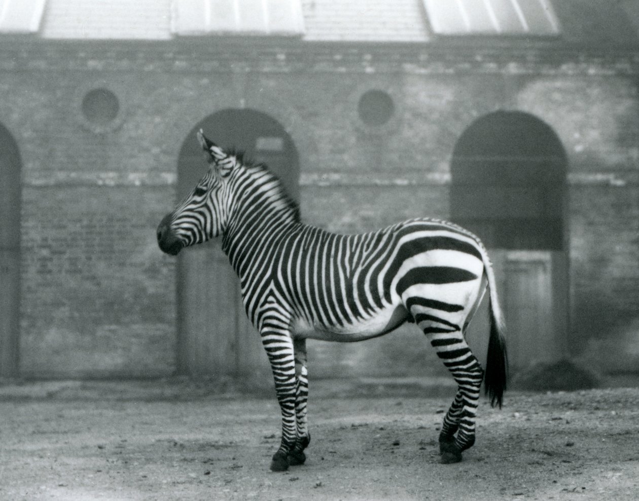 A Mountain Zebra standing in its paddock, in front of the high doors of the Giraffe House at London Zoo in 1927 by Frederick William Bond