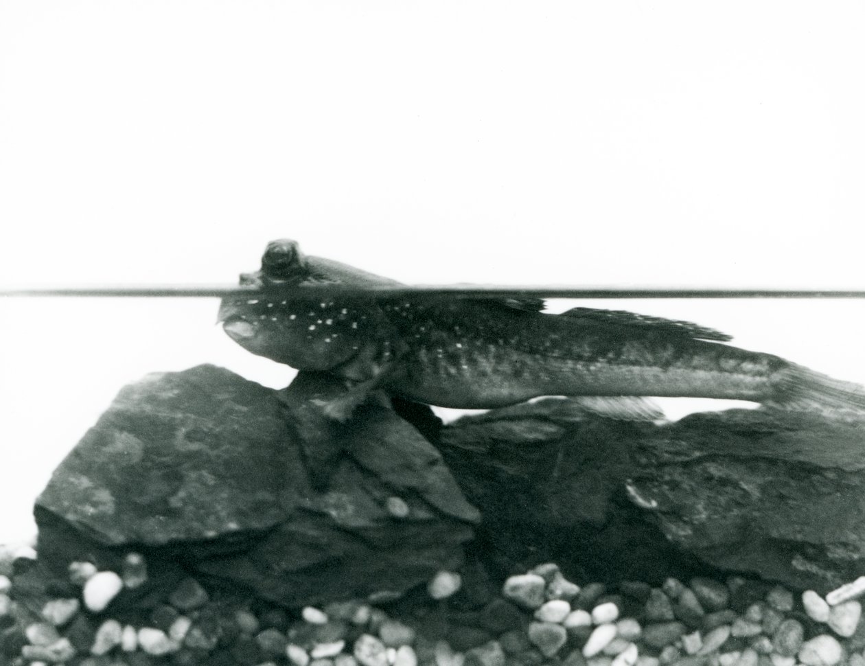 A Mudskipper, resting on submerged rocks, with its eyes above water, London Zoo by Frederick William Bond