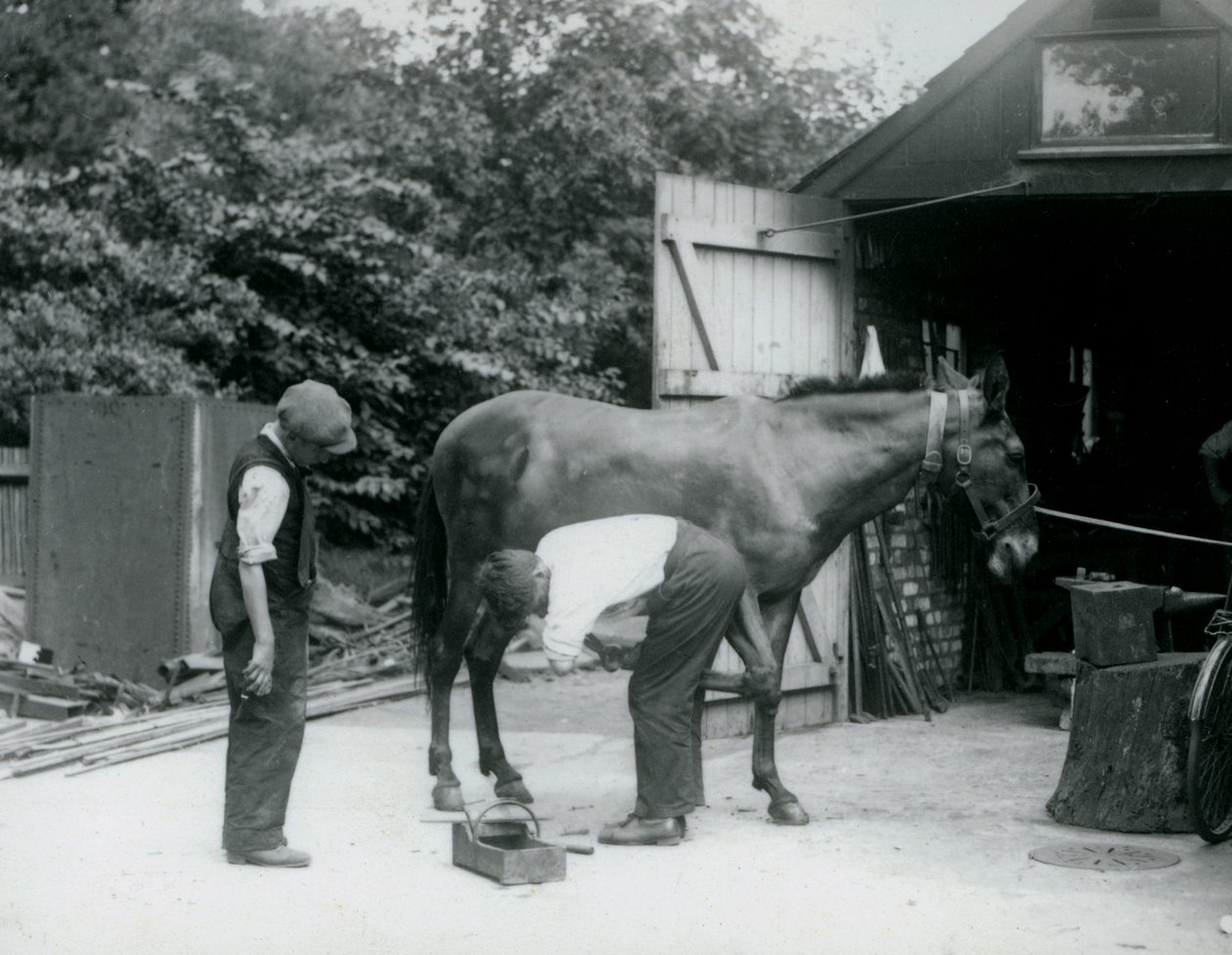 A Mule Being Shod at London Zoo in 1924 by Frederick William Bond