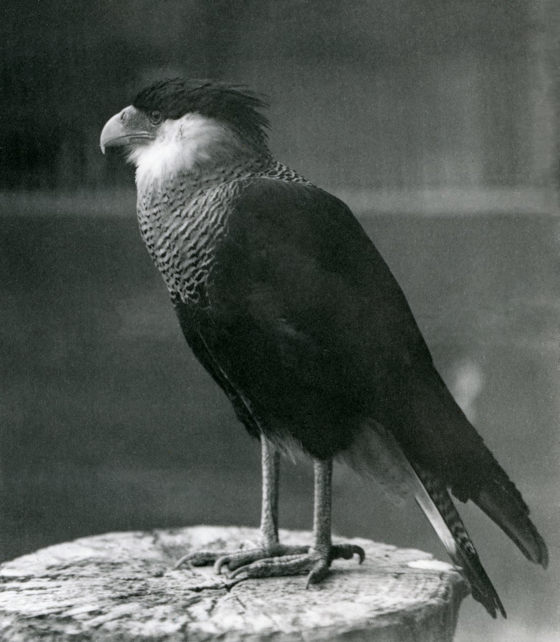 A Northern Crested Caracara at London Zoo, pre 1930 by Frederick William Bond