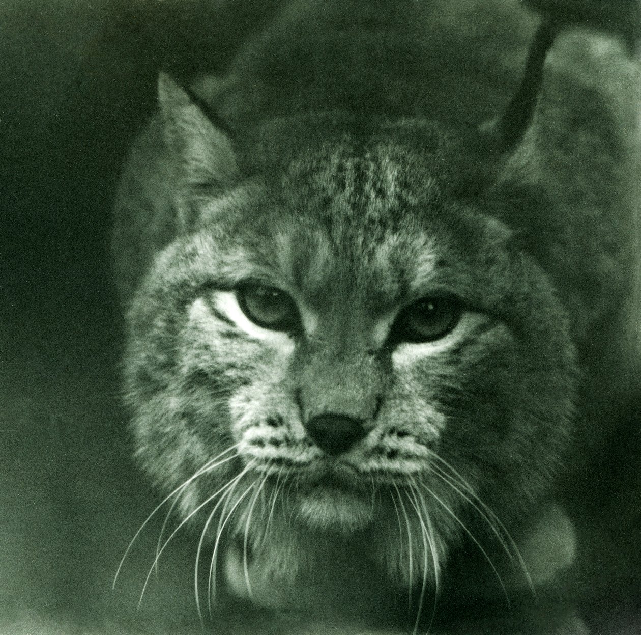 A Northern Lynx, London Zoo, February 1925 by Frederick William Bond