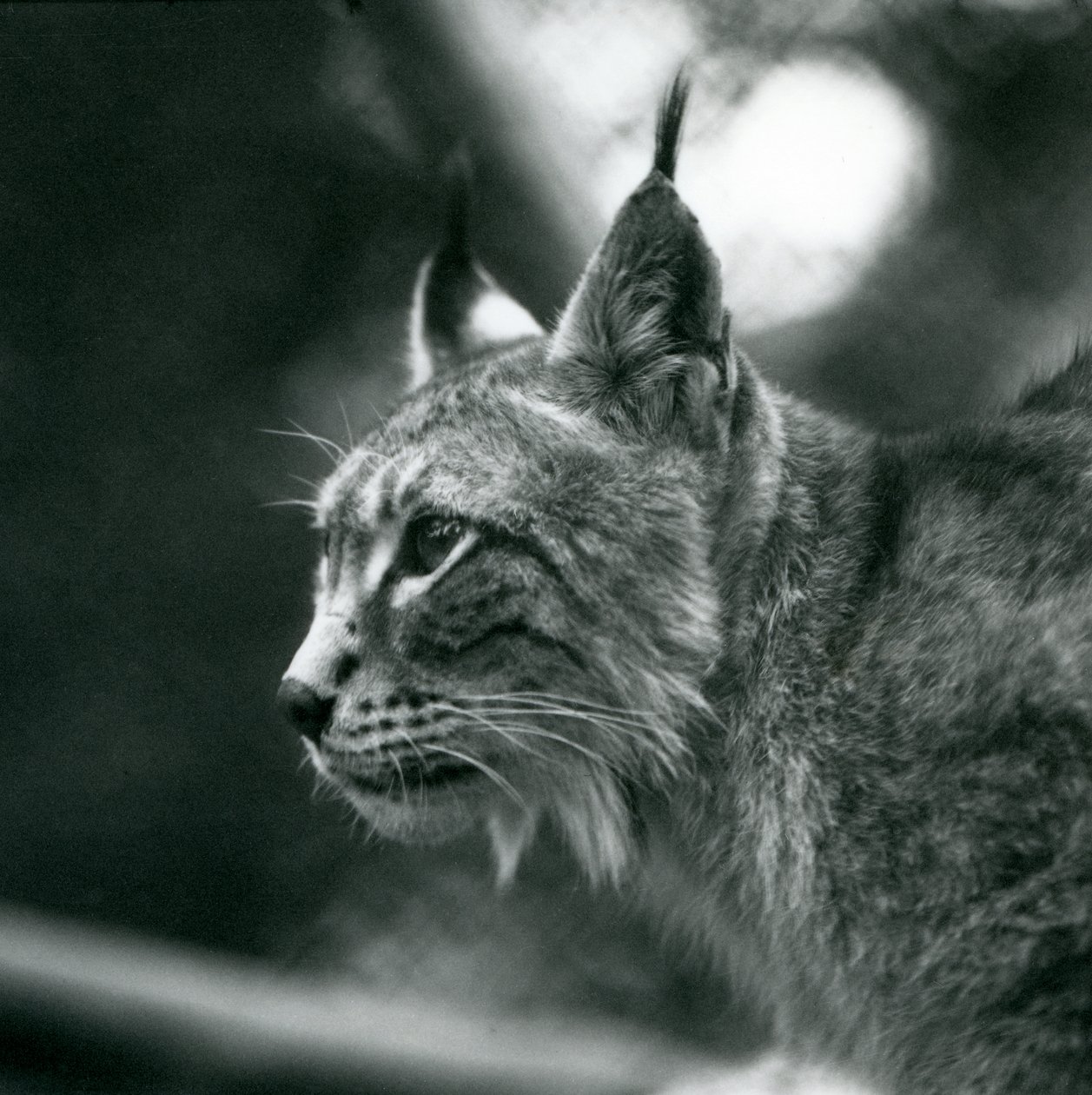 A Northern Lynx at London Zoo, July 1925 by Frederick William Bond