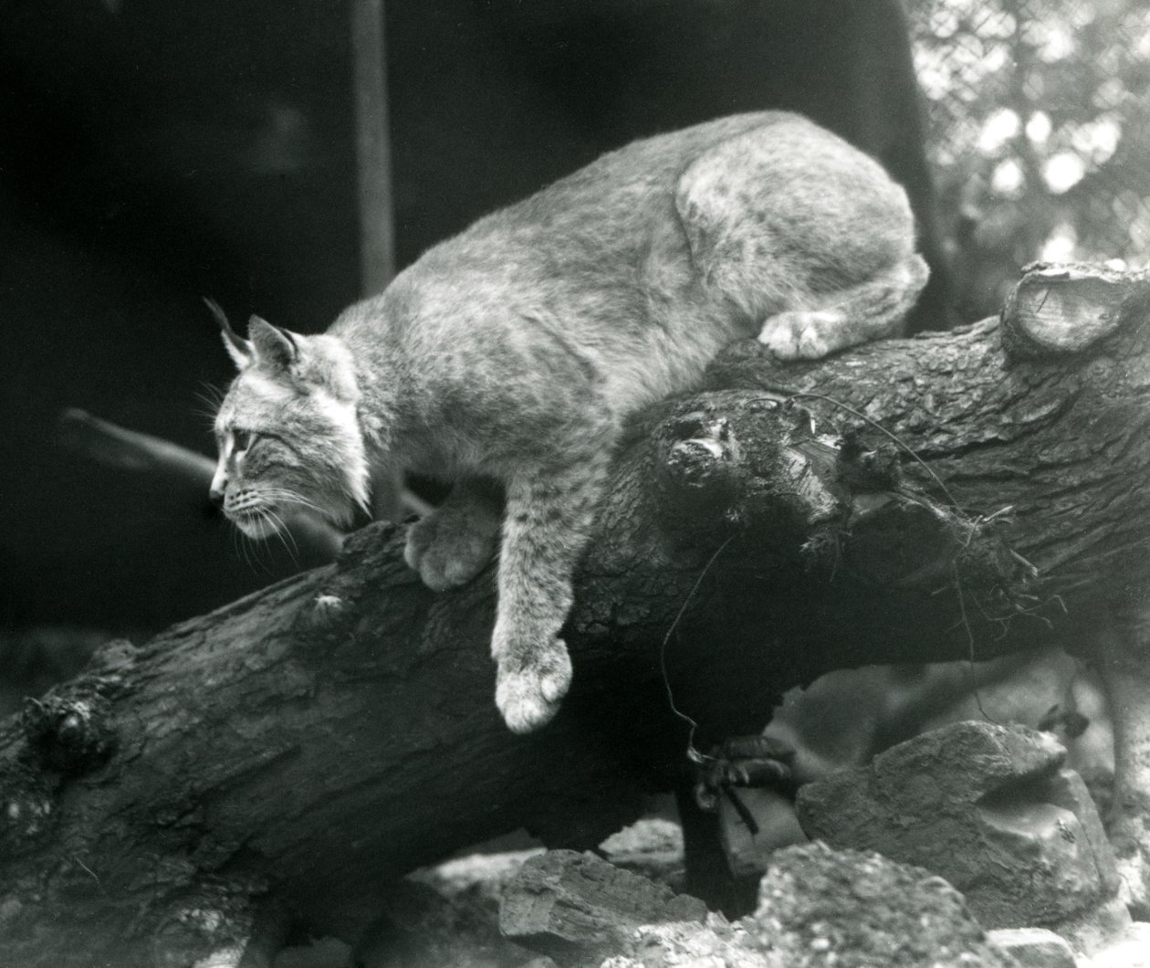 A Northern Lynx leaning down from a branch, London Zoo, October 1925 by Frederick William Bond