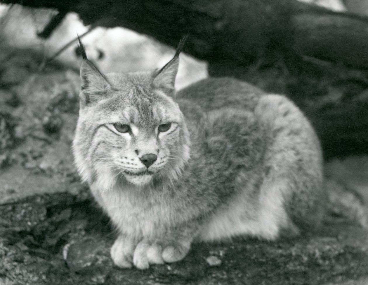 A Northern Lynx sitting on a rock, London Zoo, October 1925 by Frederick William Bond
