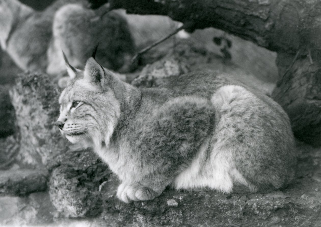 A Northern Lynx sitting on a rock, London Zoo, October 1925 by Frederick William Bond