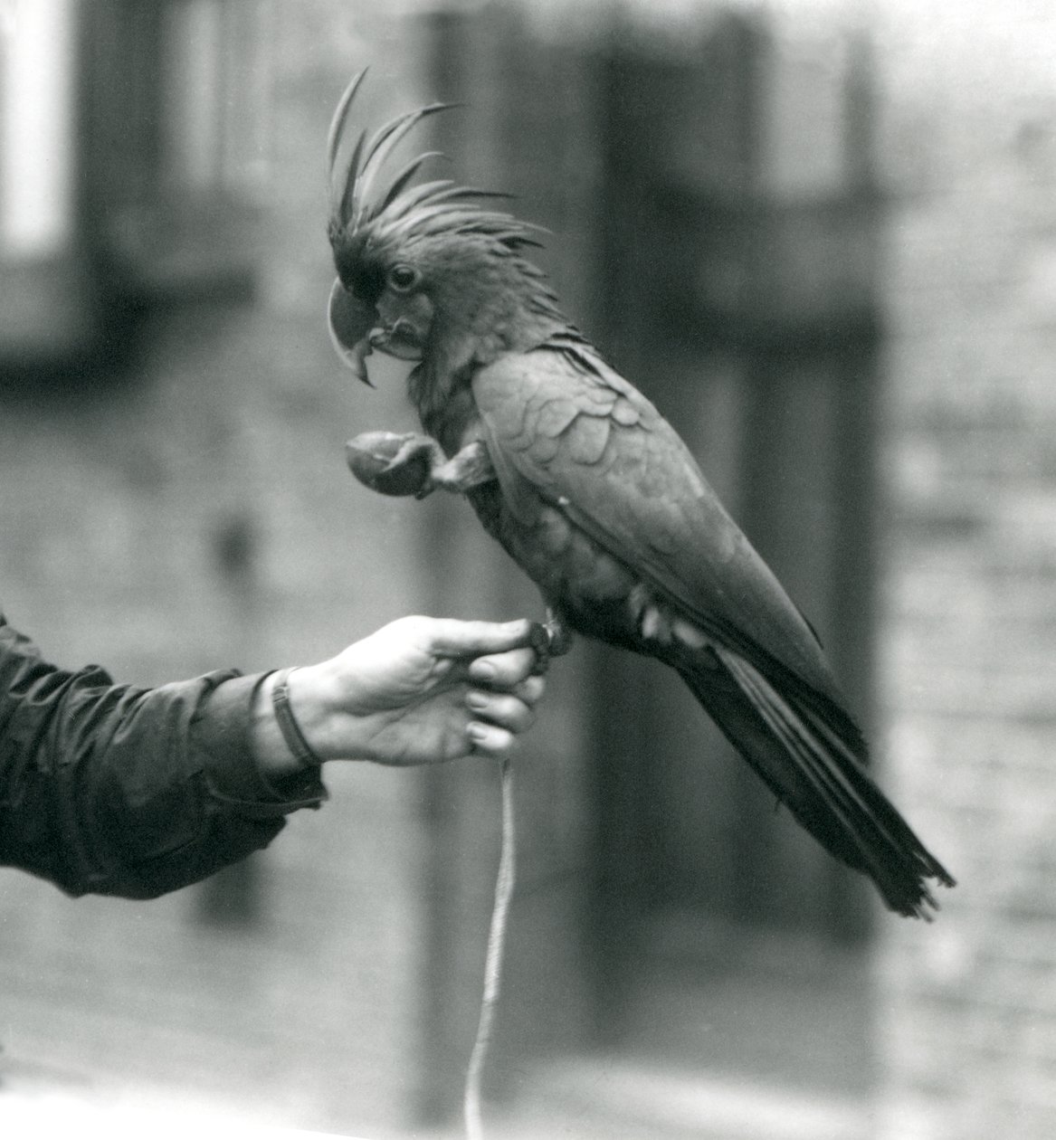 A Palm Goliath Great Black Cockatoo gripping onto the finger of a keeper with one foot and holding an egg-shaped treat in the other, London Zoo, September 1927 by Frederick William Bond