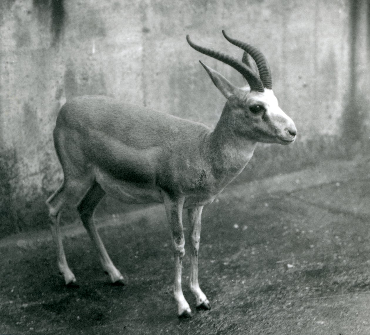 A Persian, Goitered, or Black-tailed Gazelle at London Zoo, August 1927 by Frederick William Bond