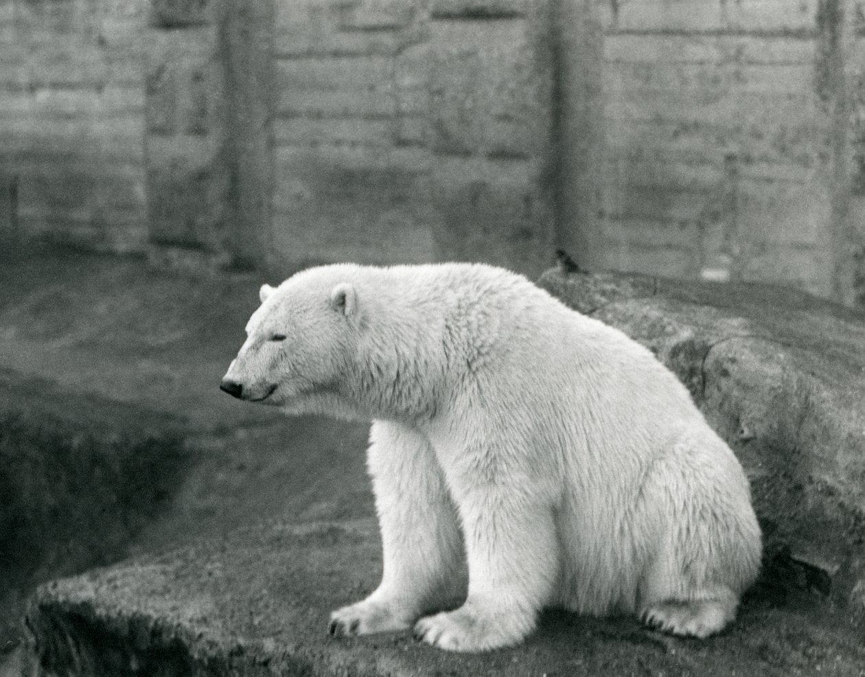 A Polar Bear Sitting on a Rocky Ledge at London Zoo in September 1927 by Frederick William Bond