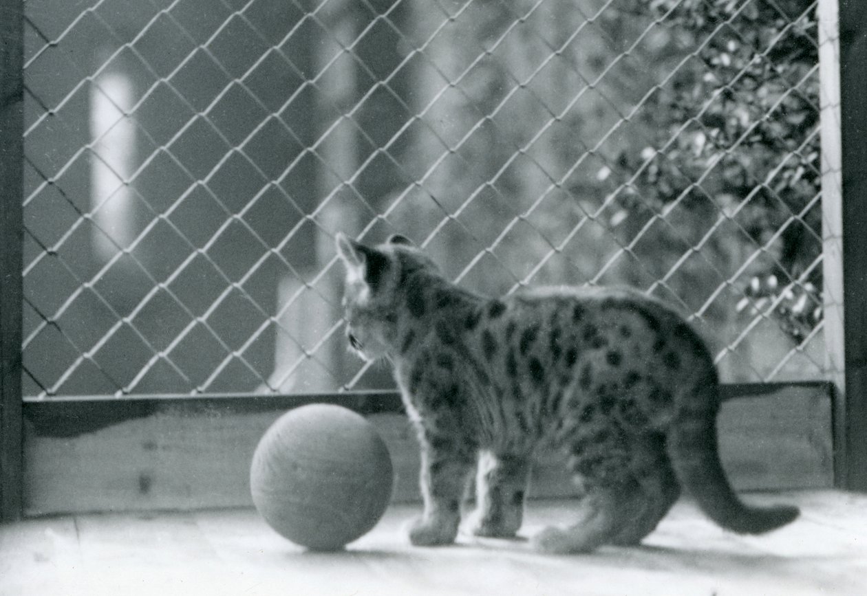 A Puma kitten, with a ball, looking out of its enclosure, London Zoo, 1923 by Frederick William Bond