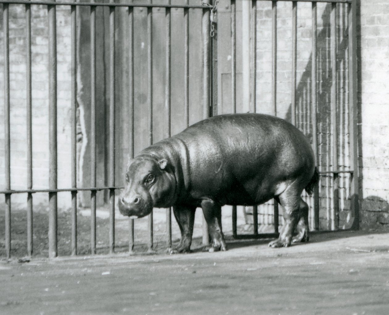 A Pygmy Hippopotamus at London Zoo in 1927 by Frederick William Bond