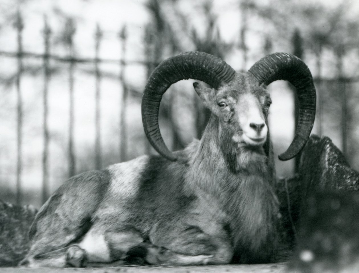 A Ram sitting at London Zoo, 1925 by Frederick William Bond