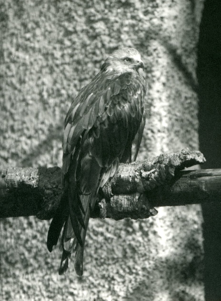 A Red Kite Perching on a Branch at London Zoo in 1924 by Frederick William Bond