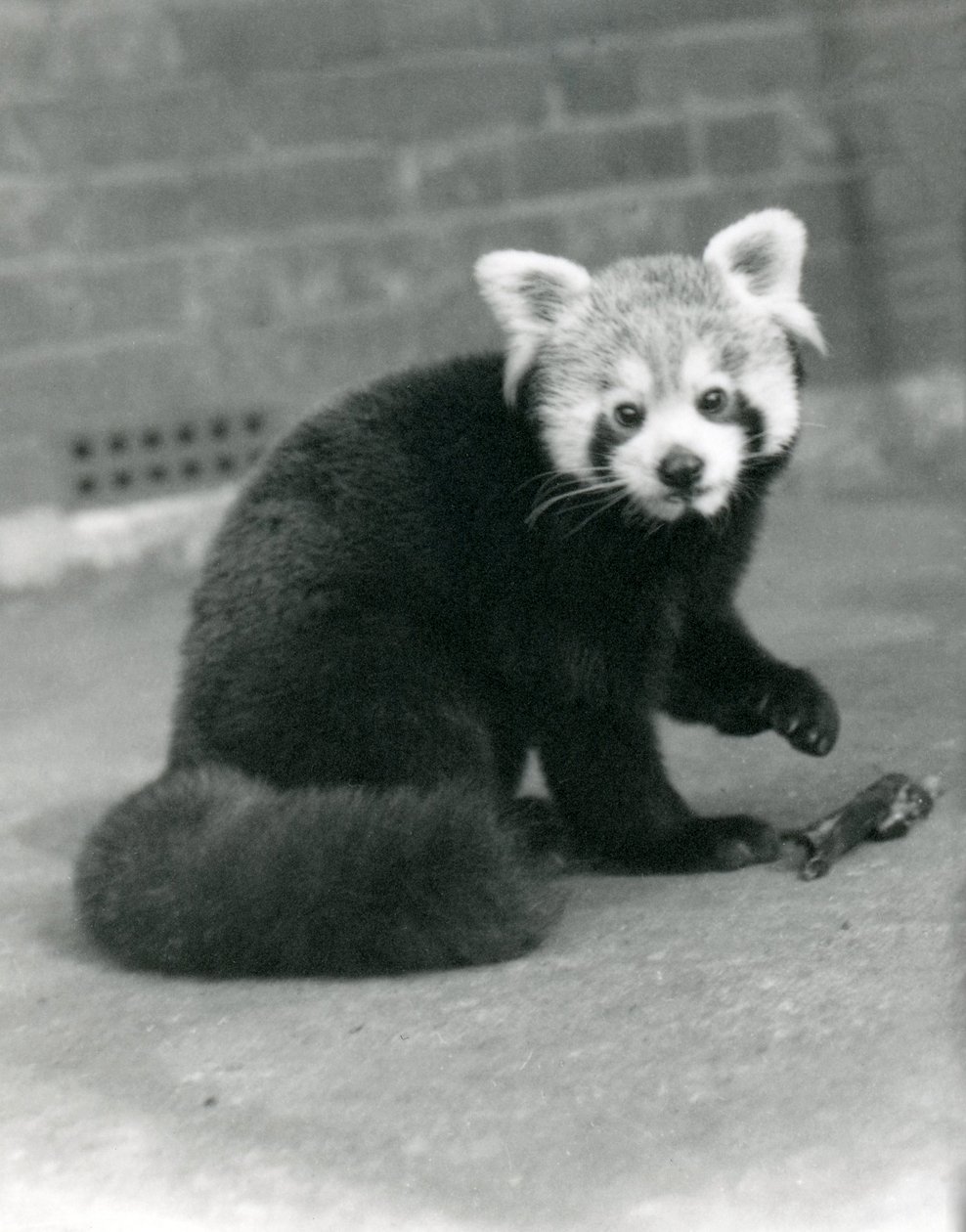 A Red Panda sitting at London Zoo, 1917 by Frederick William Bond