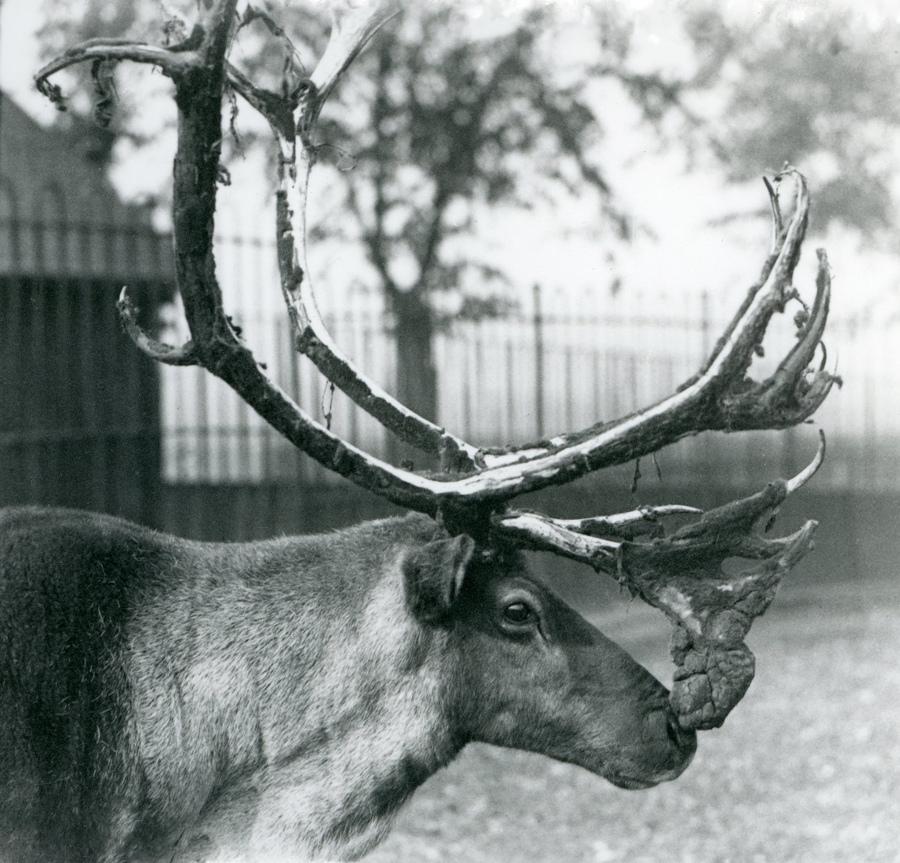 A Reindeer Stag Shedding Velvet from His Antlers, London Zoo by Frederick William Bond