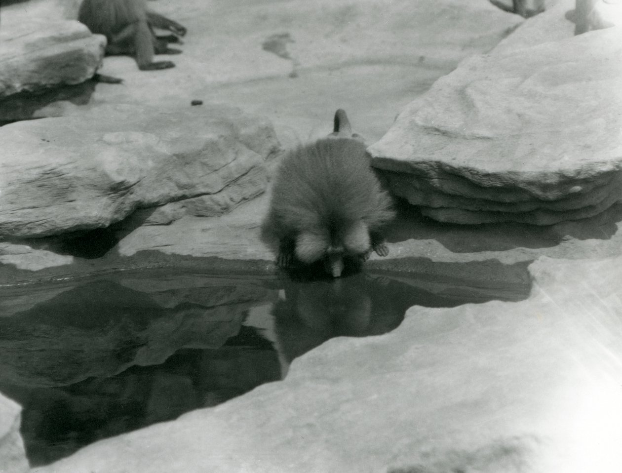 A Sacred Baboon drinking from a pool among the rocks of 