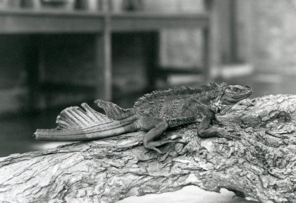 A Sailfin Lizard, with damaged tail, resting on a log at London Zoo in 1928 by Frederick William Bond