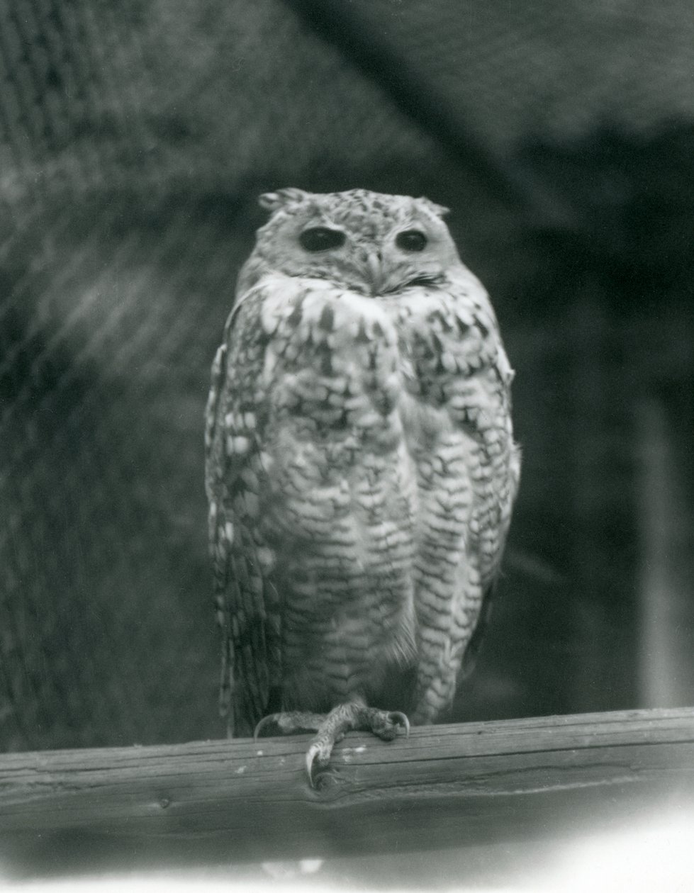 Pharaoh Eagle-owl at London Zoo, September 1925 by Frederick William Bond
