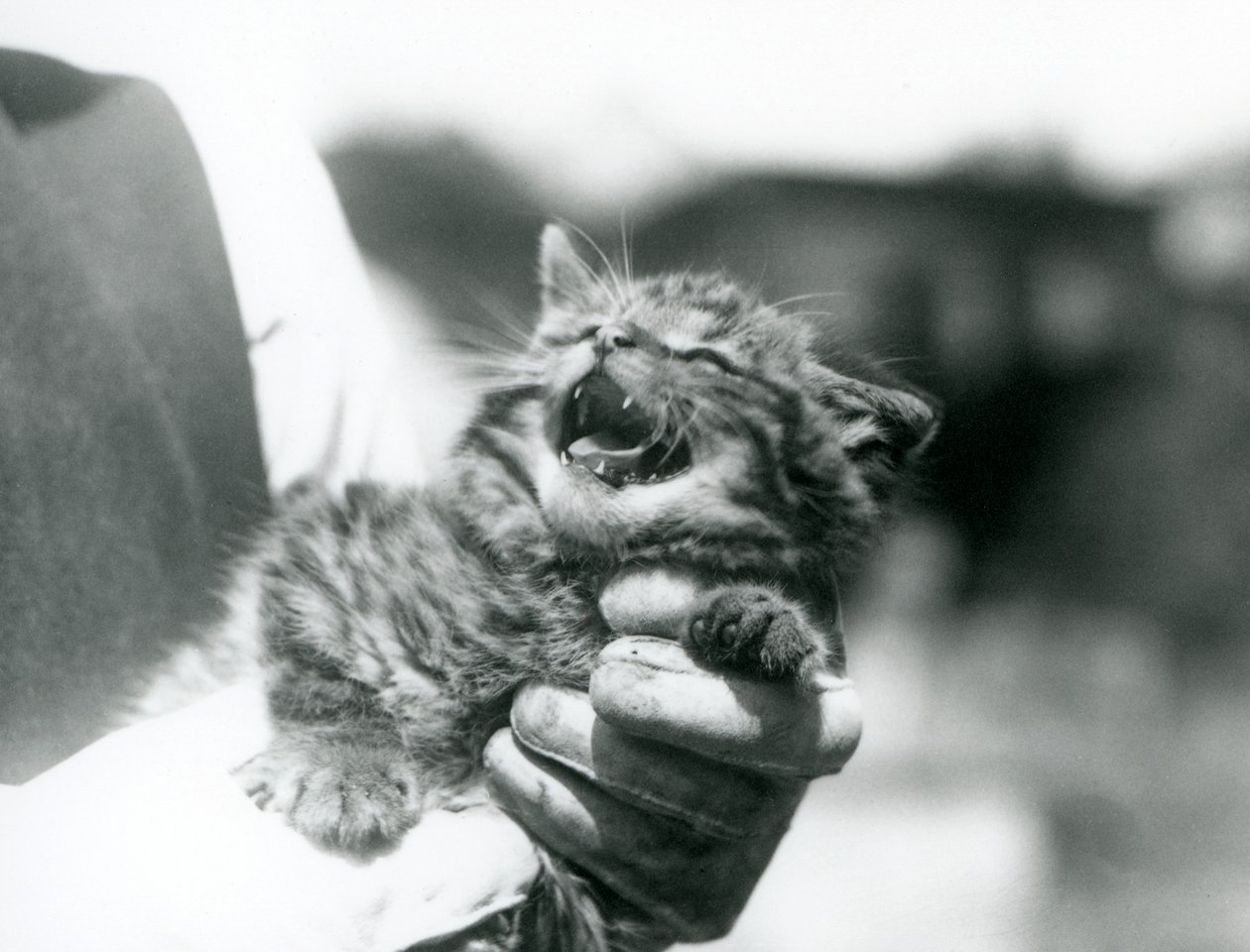 A Scottish Wildcat kitten held in the hands of its keeper, London Zoo by Frederick William Bond