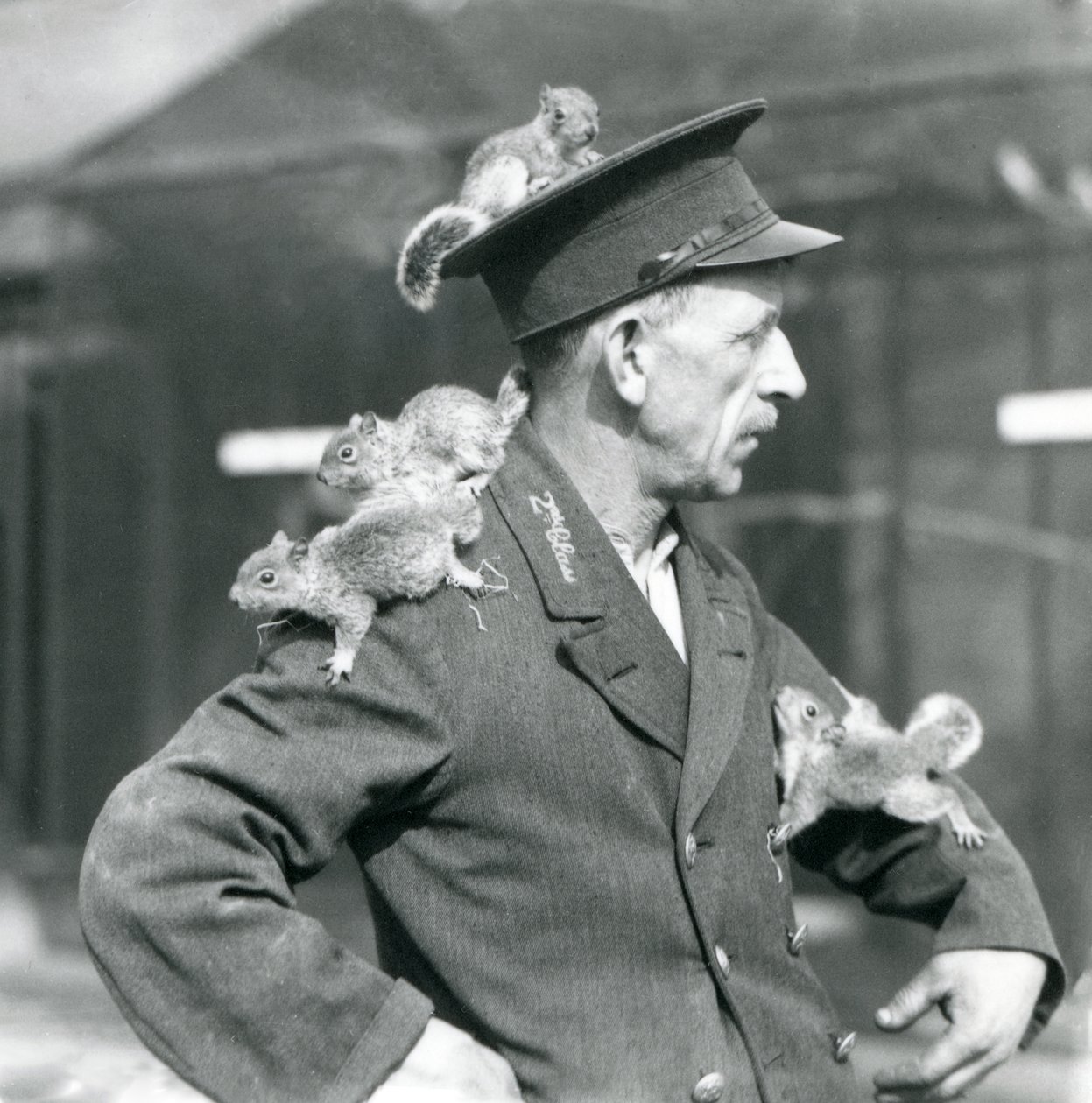 A Second Class Keeper with four young Grey Squirrels climbing on his uniform hat and jacket, London Zoo by Frederick William Bond