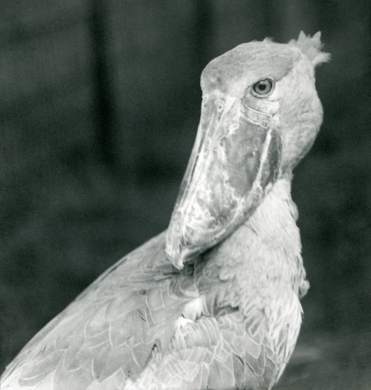 A Shoebill Stork, London Zoo, July 1926 by Frederick William Bond