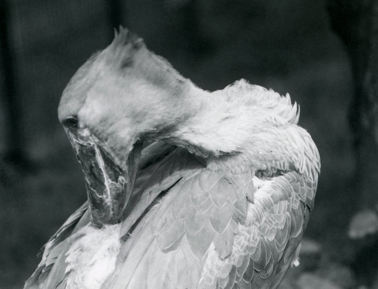 A Shoebill Preening Its Feathers at London Zoo (1926) by Frederick William Bond