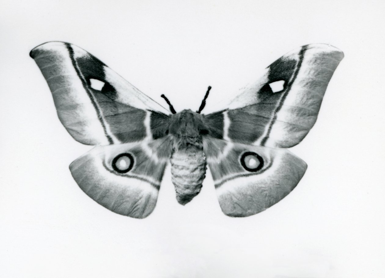 A Silkmoth, Bunaea Caffraria, at London Zoo, Before 1930 by Frederick William Bond