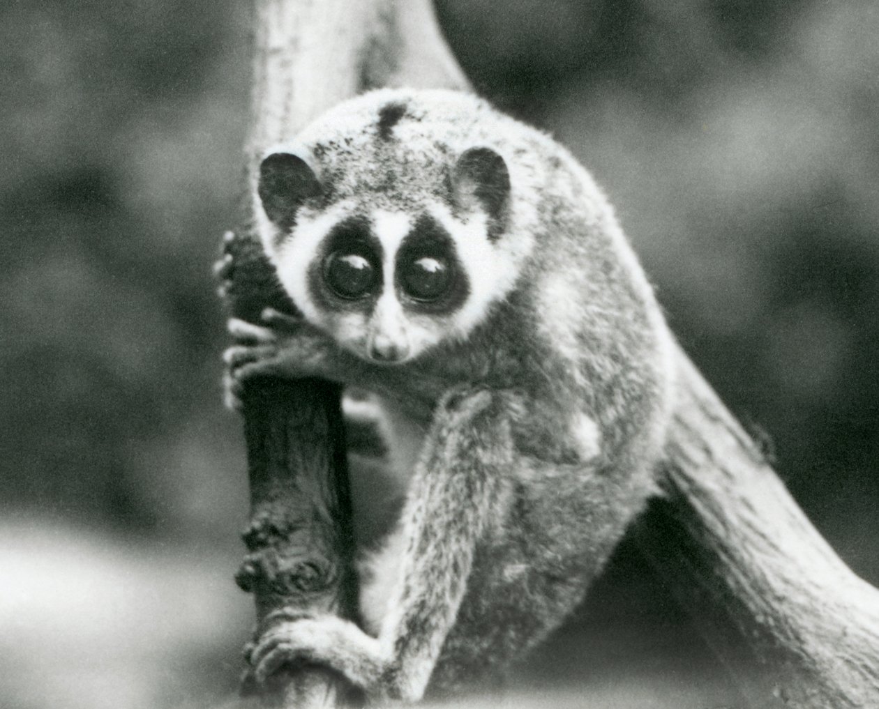 A Slender Loris Looking Down from a Branch, London Zoo (August 1926) by Frederick William Bond