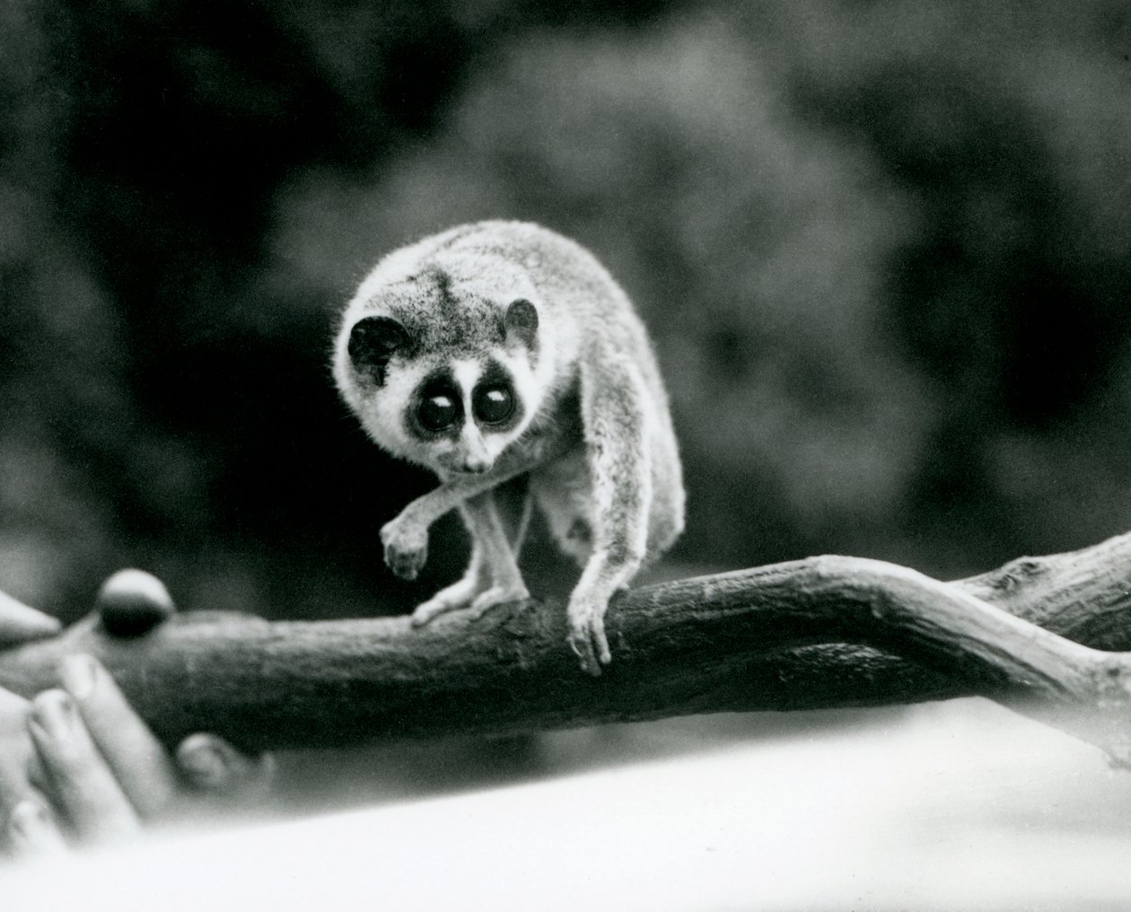 A Slender Loris Looking Down from a Branch Held in a Keeper
