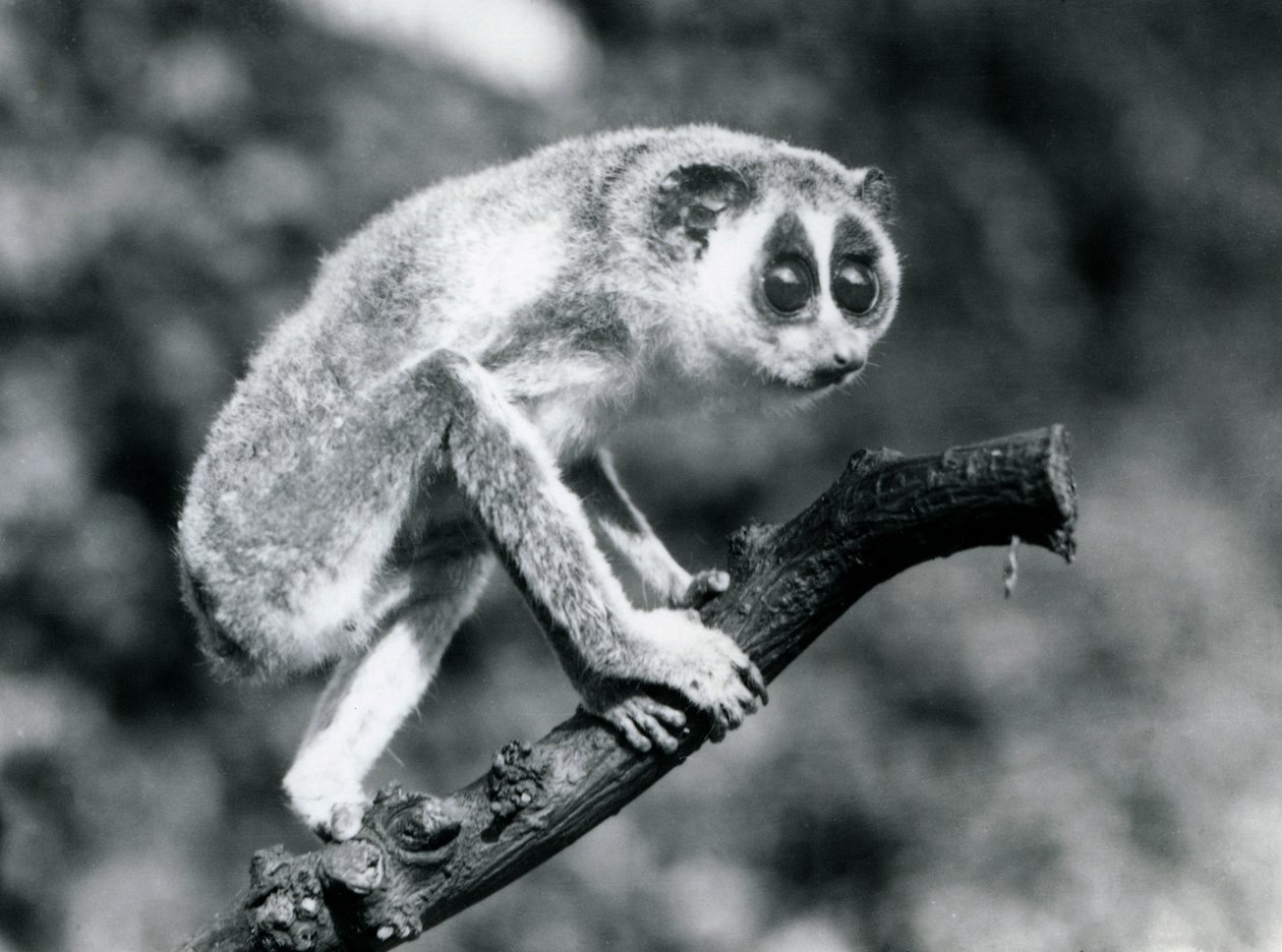 A Slender Loris Walking on a Branch, London Zoo, August 1926 by Frederick William Bond