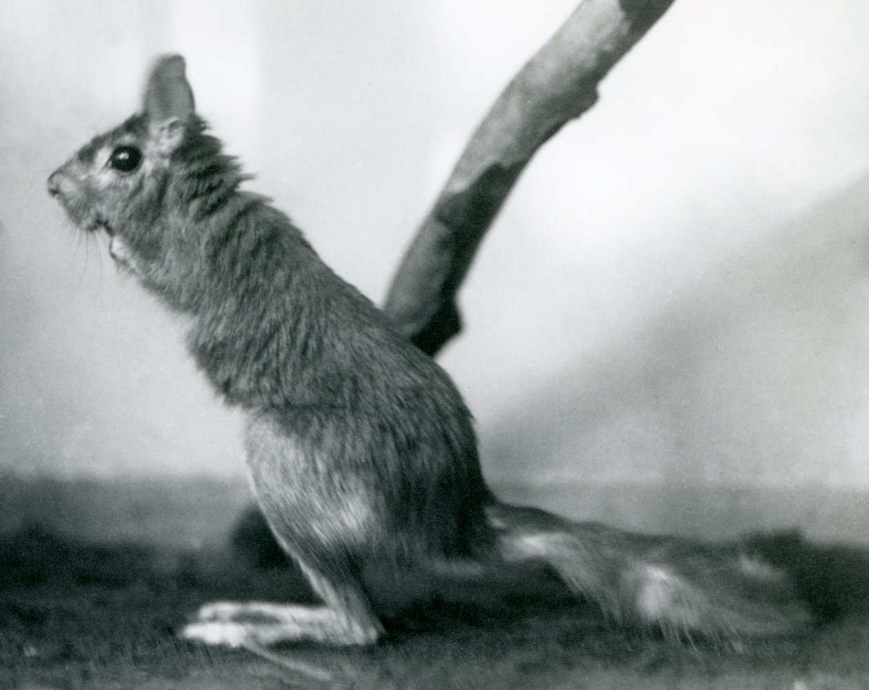 A South African Springhare Cape Jumping Hare sitting by a branch in its enclosure, London Zoo, December 1925 by Frederick William Bond